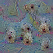 n02095570 Lakeland terrier